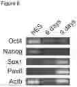 Fig. 09 - Three dimensional heterogeneously differentiated tissue culture