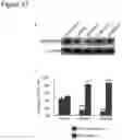 Fig. 22 - Three dimensional heterogeneously differentiated tissue culture