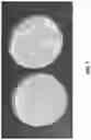 Fig. 02 - REDOX BALANCING IN YEAST