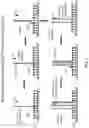 Fig. 02 - Nucleic acid amplification