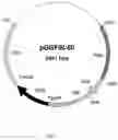 Fig. 02 - Lipolytic enzyme variants