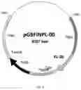 Fig. 03 - Lipolytic enzyme variants