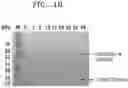 Fig. 06 - Method of producing monomeric card in bacteria
