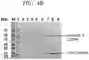 Fig. 08 - Method of producing monomeric card in bacteria