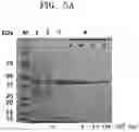 Fig. 09 - Method of producing monomeric card in bacteria