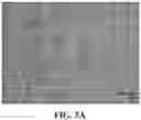Fig. 07 - IMMUNOPROTECTION OF PANCREATIC ISLETS