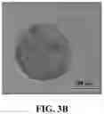 Fig. 08 - IMMUNOPROTECTION OF PANCREATIC ISLETS