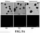 Fig. 10 - IMMUNOPROTECTION OF PANCREATIC ISLETS