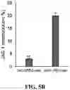 Fig. 11 - IMMUNOPROTECTION OF PANCREATIC ISLETS