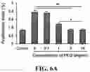 Fig. 12 - IMMUNOPROTECTION OF PANCREATIC ISLETS