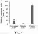Fig. 14 - IMMUNOPROTECTION OF PANCREATIC ISLETS