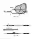Fig. 10 - IMMUNOMODULATION BY CONTROLLING ELR+ PROINFLAMMATORY CHEMOKINE LEVELS WITH THE LONG NON-CODING RNA UMLILO