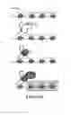 Fig. 22 - IMMUNOMODULATION BY CONTROLLING ELR+ PROINFLAMMATORY CHEMOKINE LEVELS WITH THE LONG NON-CODING RNA UMLILO