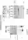Fig. 04 - Compositions and methods for reactivating latent immunodeficiency virus
