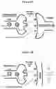 Fig. 02 - SNAP25 antisense oligonucleotides