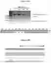 Fig. 22 - SNAP25 antisense oligonucleotides