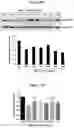 Fig. 26 - SNAP25 antisense oligonucleotides