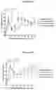 Fig. 26 - SCN9A antisense pain killer
