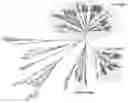 Fig. 01 - Compositions and methods for modifying genomes