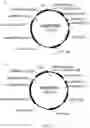 Fig. 09 - TRANSGENIC LAND PLANTS COMPRISING A PUTATIVE TRANSPORTER PROTEIN OF AN EDIBLE EUKARYOTIC ALGAE