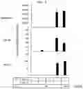 Fig. 09 - Skeletal muscle cells and method for inducing same