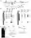 Fig. 01 - Bocaparvovirus small noncoding RNA and uses thereof