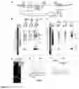 Fig. 02 - Bocaparvovirus small noncoding RNA and uses thereof