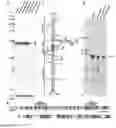 Fig. 03 - Bocaparvovirus small noncoding RNA and uses thereof