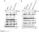 Fig. 06 - Bocaparvovirus small noncoding RNA and uses thereof