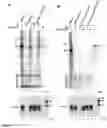 Fig. 07 - Bocaparvovirus small noncoding RNA and uses thereof