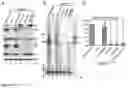 Fig. 08 - Bocaparvovirus small noncoding RNA and uses thereof