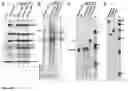 Fig. 09 - Bocaparvovirus small noncoding RNA and uses thereof