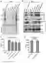 Fig. 22 - Bocaparvovirus small noncoding RNA and uses thereof
