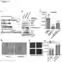 Fig. 28 - Bocaparvovirus small noncoding RNA and uses thereof