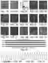 Fig. 08 - Methods for making and using modified oocytes