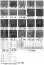Fig. 09 - Methods for making and using modified oocytes