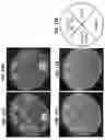 Fig. 12 - Microorganisms for the production of insect pheromones and related compounds
