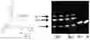 Fig. 01 - Nucleotide triphosphate immobilised on a support and their use in nucleic acid synthesis