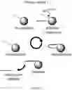 Fig. 04 - Nucleotide triphosphate immobilised on a support and their use in nucleic acid synthesis