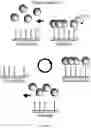 Fig. 06 - Nucleotide triphosphate immobilised on a support and their use in nucleic acid synthesis