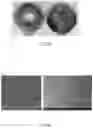 Fig. 09 - Halogen resistant coatings and methods of making and using thereof