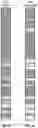 Fig. 07 - Synthetic formation evaluation logs based on drilling vibrations