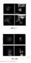 Fig. 04 - Image analysis and measurement of biological samples