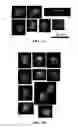 Fig. 09 - Image analysis and measurement of biological samples