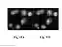 Fig. 26 - Image analysis and measurement of biological samples