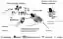 Fig. 01 - BIOCONJUGATES OF HETEROCYCLIC COMPOUNDS