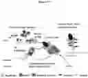 Fig. 02 - BIOCONJUGATES OF HETEROCYCLIC COMPOUNDS
