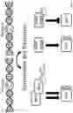 Fig. 06 - METHOD TO DETERMINE BRAF MUTATIONS AND WILD TYPE BRAF PROTEIN BY MASS SPECTROMETRY
