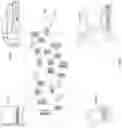 Fig. 07 - Fuzzy term partition identification