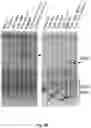 Fig. 09 - Self-Assembling Protein Nanostructures